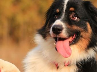 The Secret to Dog Training: Why Positive Reinforcement Works But Punishment Doesn&#039;t