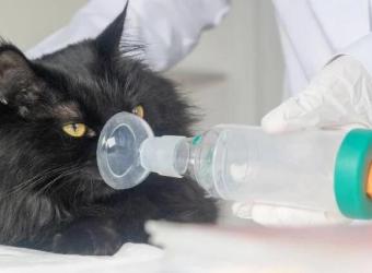 Paws and Breathe: Recognizing and Treating Feline Asthma