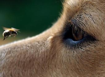 Beware of These Summer Hazards to Your Pet!