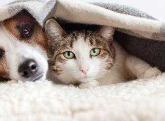 Unwrapping the Joy: 7 Reasons to Adopt a Senior Pet During the Holidays