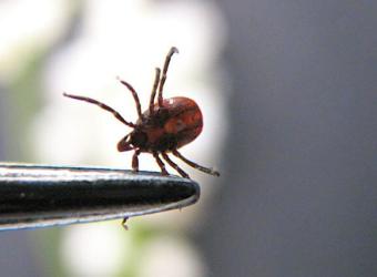 What Pet Owners Need to Know About Tick-Borne Diseases & Tick Prevention