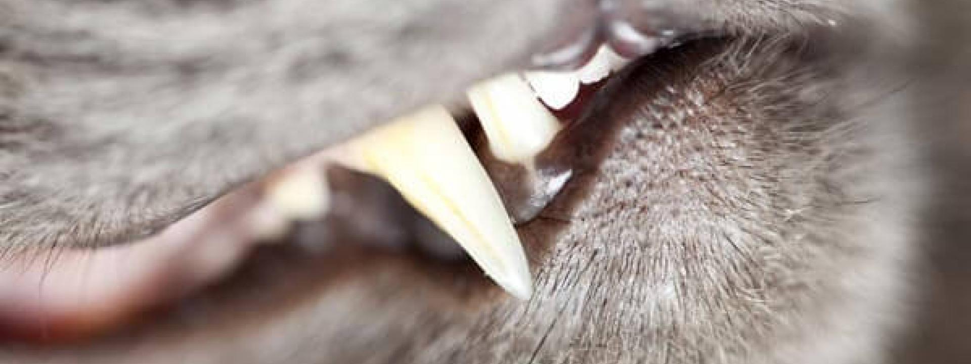 dental