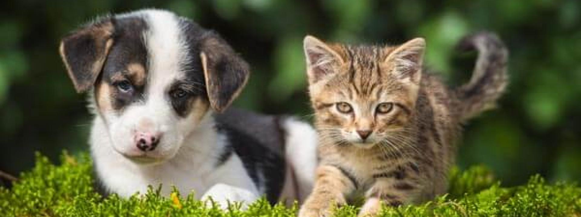 puppy-and-kitten-care