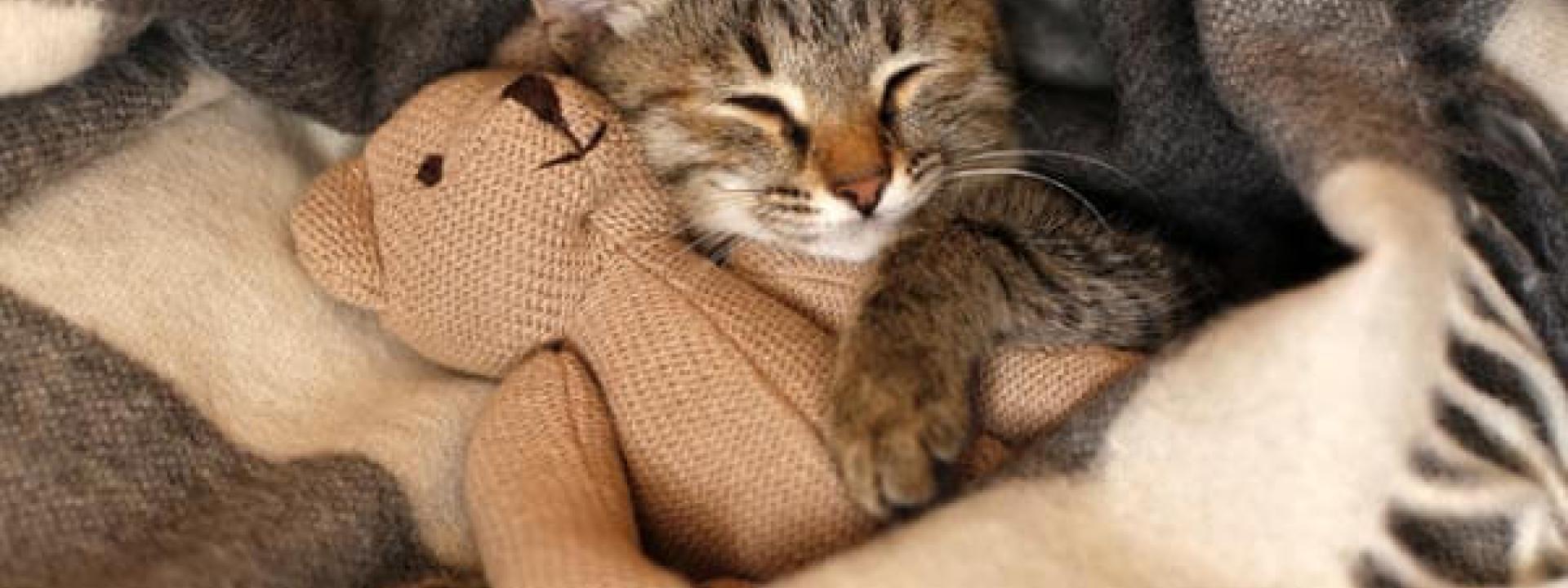 spay-and-neuter