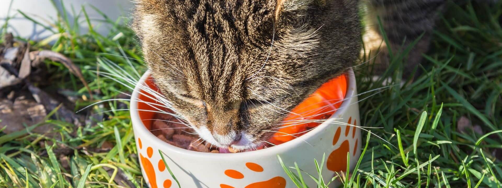 Is Dry Food Bad for Cats?