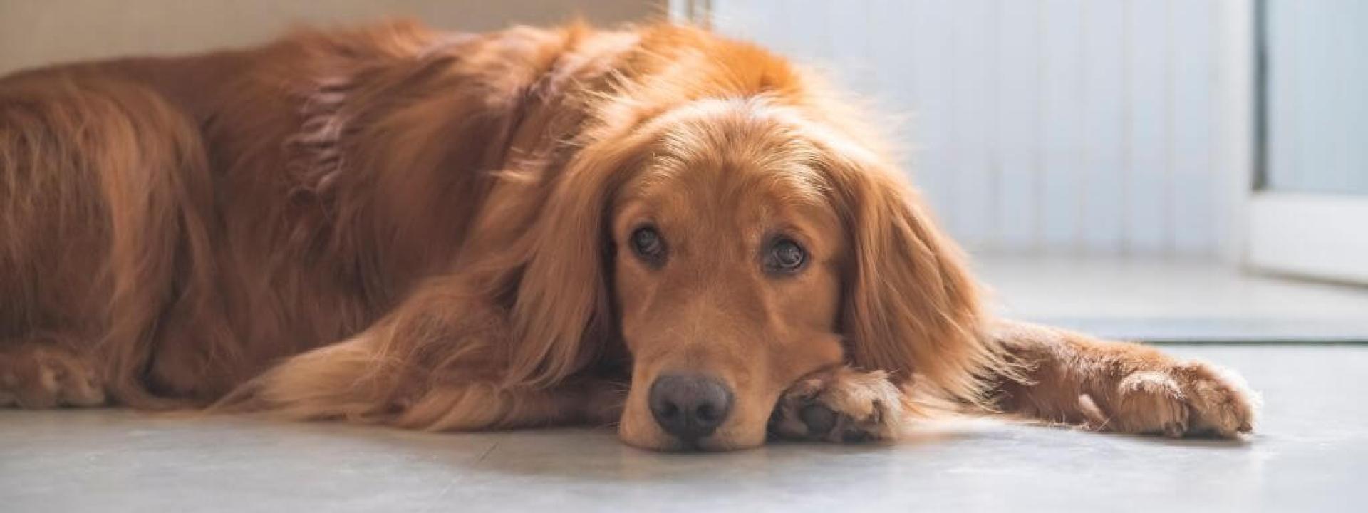 Sad looking dog laying on the ground