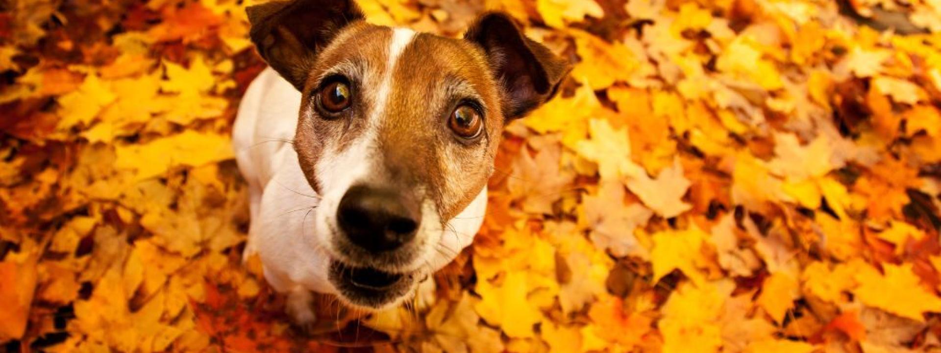 Dog sitting in pile of orange and yellow leaves during the fall months