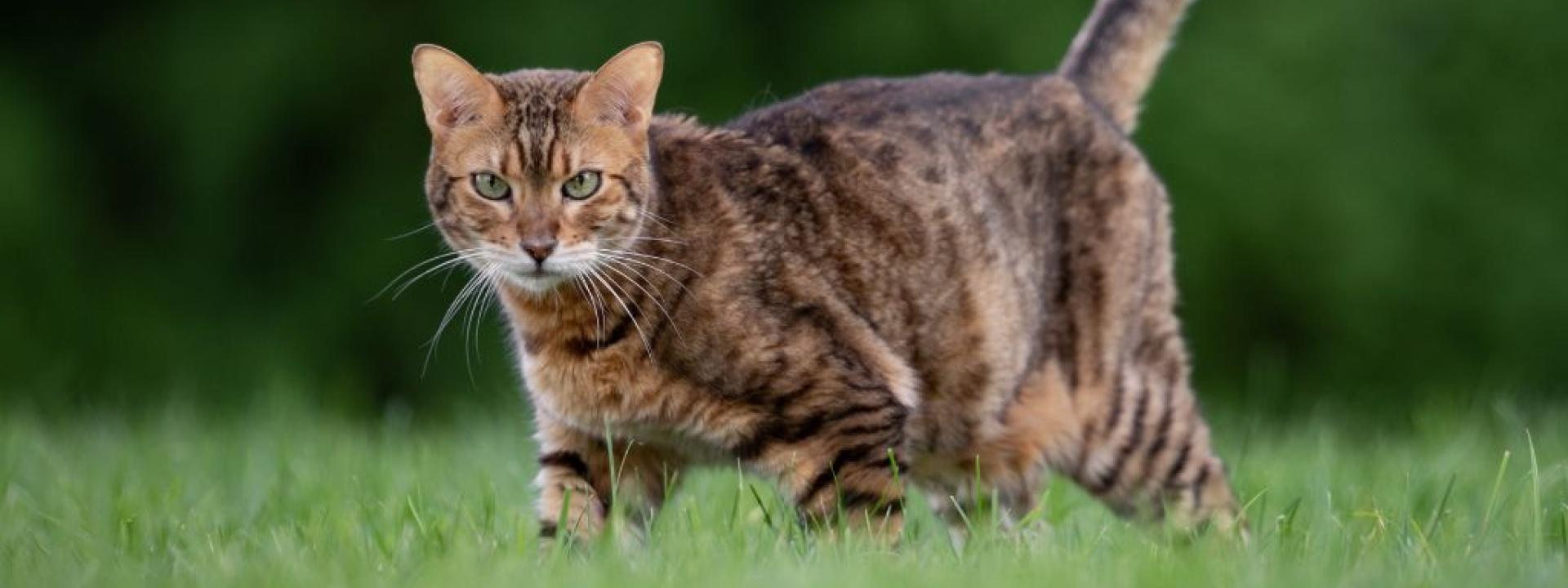 The Ins and Outs of Identifying Treating Cat Bug Bites and Insect Stings
