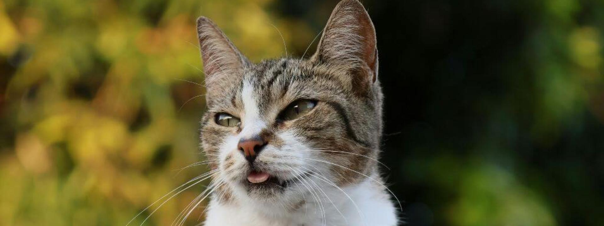 Closeup of a cat with its tongue sticking out