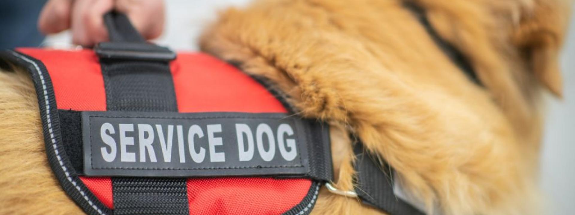 Dog with Service harness.