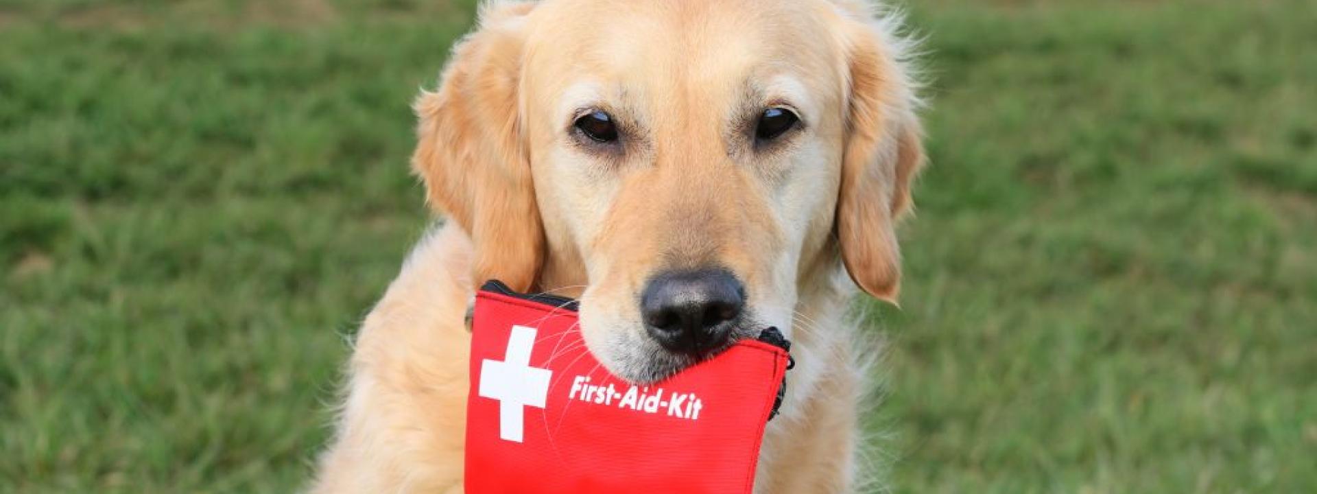 Dog with firs-aid-kit in mouth.