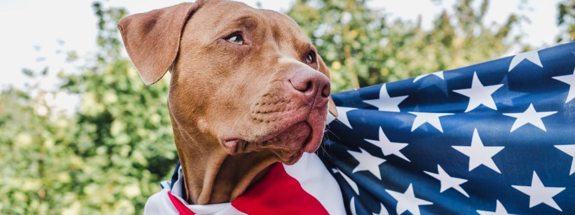 Dog with American Flag around neck.