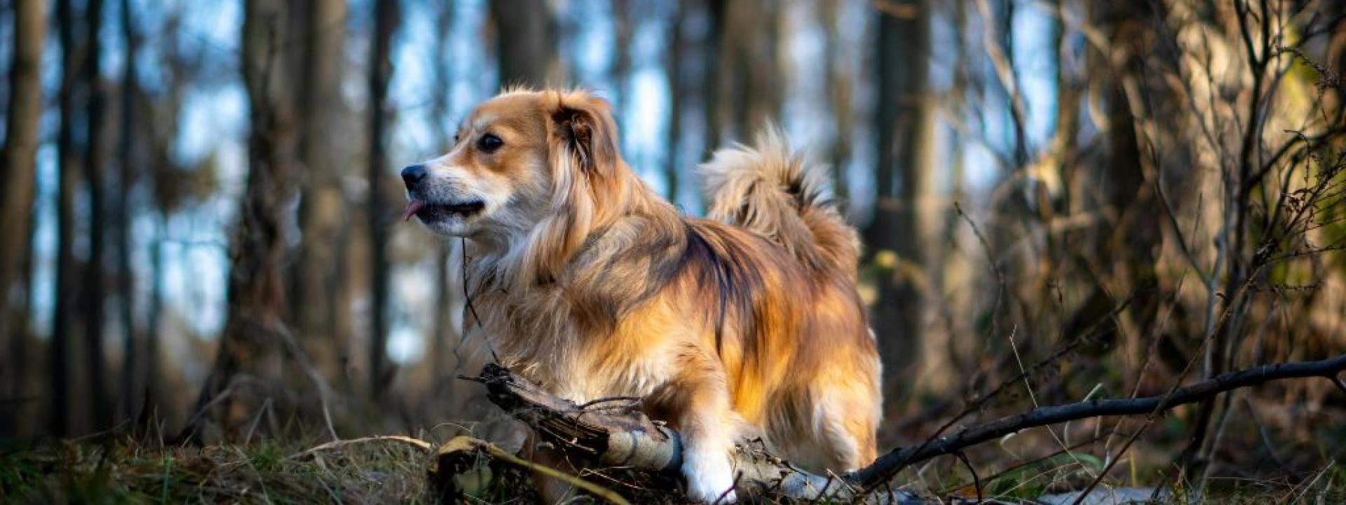 Dog standing in the woods, an environment where dogs can get poison ivy