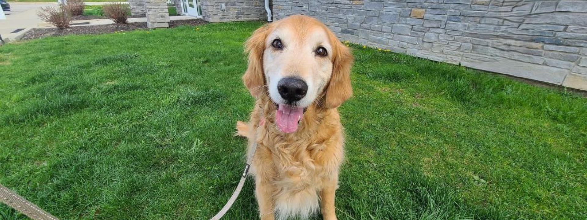Senior dog with osteoarthritis sitting outside in the grass