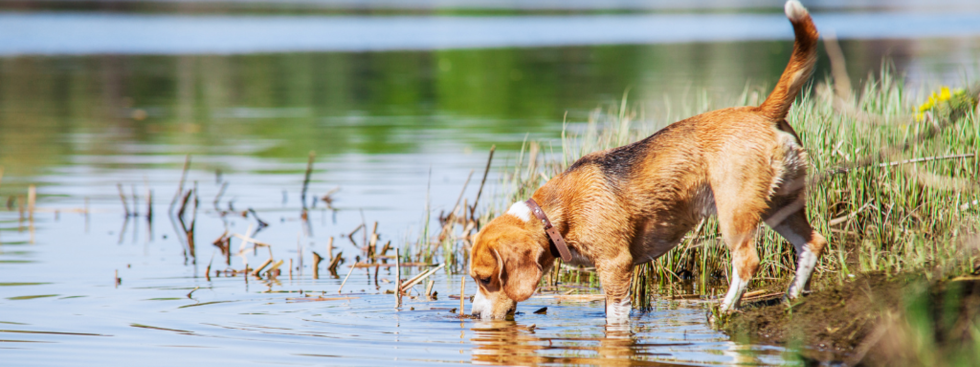 Beagle drinking pond water